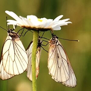 BLACK-VEINED WHITE BUTTERFLY - Three on flower