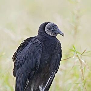 Black Vulture - Central Florida - USA - January