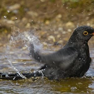 Blackbird - male bathing - Bedfordshire UK 9477