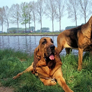 Hound Collection: Bloodhound