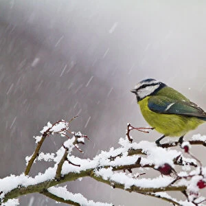Blue Tit - feeding on hawthorn in falling snow - Bedfordshire UK 8858