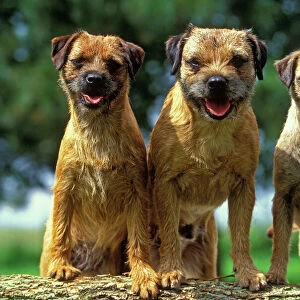 Terrier Collection: Border Terrier