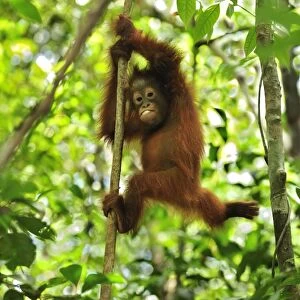 Borneo Orangutan - baby climbing on a tree - Camp Leakey - Tanjung Puting National Park - Kalimantan - Borneo - Indonesia