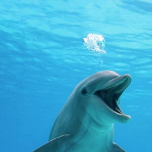 Delphinidae Collection: Indo-Pacific Bottlenose Dolphin