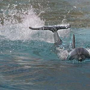 Bottlenose Dolphin. Dolphinarium, Port Elisabeth. South Africa