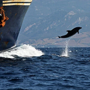 Bottlenose Dolphin - playing / bow riding in front of cargo ship in the strait of Gibraltar. Spain