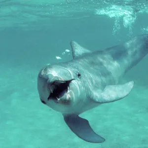 Bottlenose dolphin - underwater Carribean. Off Roatan Island, Honduras, Central America