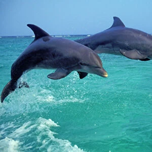 Mammals Collection: Bottlenose Dolphin