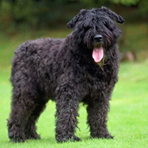 Working Collection: Bouvier Des Flandres