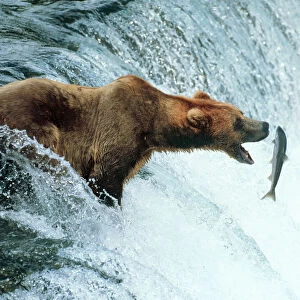 Brown Bear Catching a fish. Alaska, USA