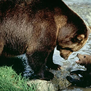 Ursidae Collection: Brown bear