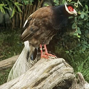 Phasianidae Collection: Brown Eared Pheasant