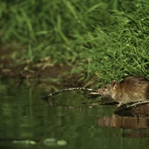 Muridae Collection: Common Water Rat