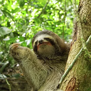 Bradypodidae Collection: Brown-throated Sloth