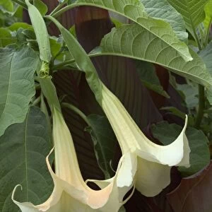 Brugmansia / Datura x candida - Town floral display. September. Loire, France