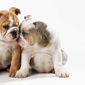 Bulldog - x2 puppies