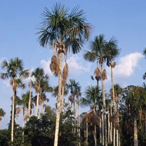 Buriti Palm Trees Rainforest, Amazon Basin, Manu National Park, Peru