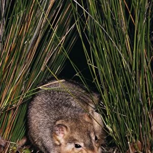 Burrowing Bettong / Boodie / Lesueur's Rat Kangaroo - Barrow Island, Western Australia JPF05641