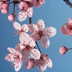 Bush cherry / Japanese almond cherry / Japanese bush cherry