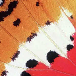 BUTTERFLY WING - close-up of wing