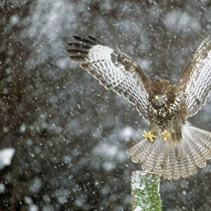 Buzzard - landing on post in snow shower
