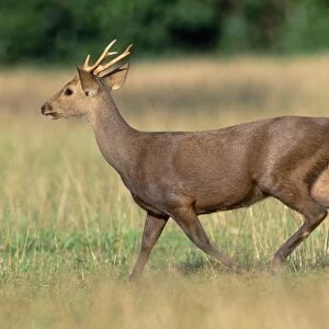 Cervidae Collection: Calamian Deer