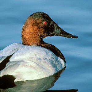 Ducks Collection: Canvasback