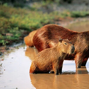 Capybara FG 9573 Mother and young, S. America, Venezuela Hydrochaeris hydrochaeris © Francois Gohier / ARDEA LONDON