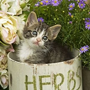 Cat - 8 week old tabby kitten in herb pot