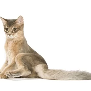 Cat - Blue Somali / long-haired Abyssinian in studio