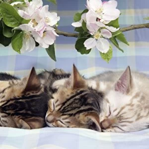 CAT. Brown Marble & Snow Marble blue-eyed Bengal kittens asleep under blossom - 6 weeks old