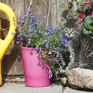 Cat - kitten resting between plant pots - Lower Saxony - Germany