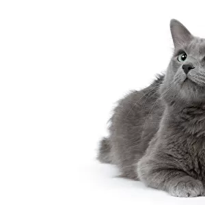 Cats (Domestic) Collection: Nebelung