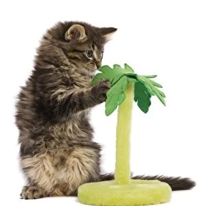 Cat - Norwegian Forest kitten in studio playing with a palm tree cat toy