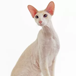 Cats (Domestic) Collection: Peterbald