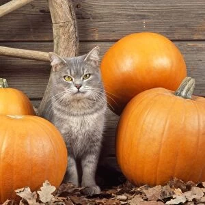 Cat - with pumpkins