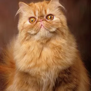 Cat - Red Persian