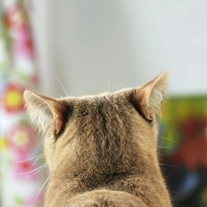 CAT. Back view of cat with ears rotated to pick up sound from behind