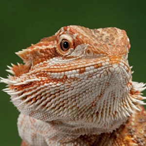 Lizards Collection: Bearded Dragon