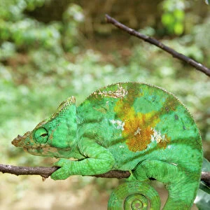 Lizards Collection: Chameleons