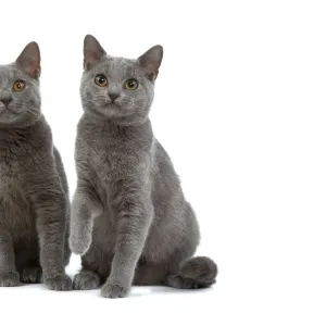 Chartreux Cats - two sitting