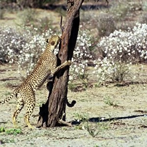 Cheetah - Coalition of two male cheetahs, one clawing tree trunk observation post. Kgalagadi Transfrontier Park, Northern Cape, South Africa