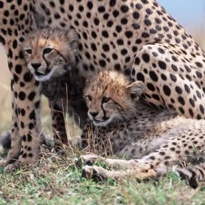 CHEETAH & two cubs sheltering with mother