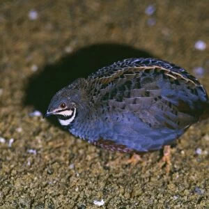 Chinese Francolin / Painted Quail