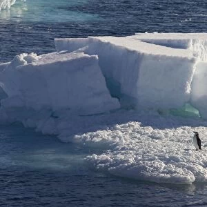 Chinstrap Penguin - On sea ice Weddell Sea, Antarctica