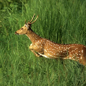 Cervidae Collection: Chital