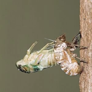 Cicada - adult emerging from nymphal skin, shedding skin (exoskeleton) Kruger National Park, South Africa