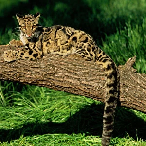 Cats (Wild) Collection: Clouded Leopard