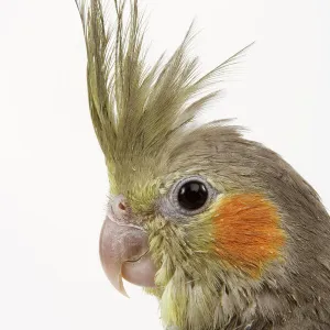 Cockatiel - on perch