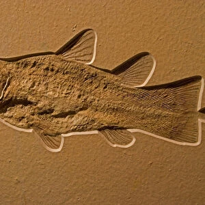 C Collection: Coelacanth